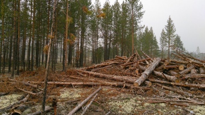 В Правительстве утвердили План распределения лесосечного фонда по рубкам ухода и санитарным рубкам на 2023 год